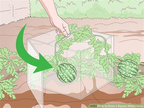 How To Grow A Square Watermelon 13 Steps With Pictures Artofit