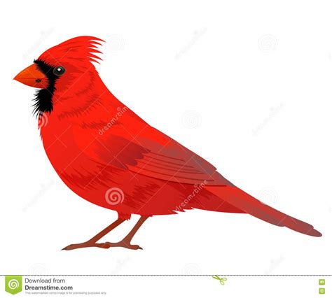Northern Cardinal Bird Drawing Illustration Vector