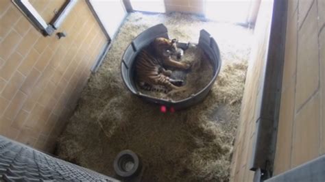 3 Tiger Cubs Spend Precious Moments With Mom Florida Video Merced