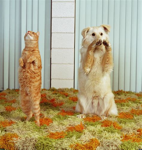Whos Smarter Dogs Vs Cats Video Huffpost