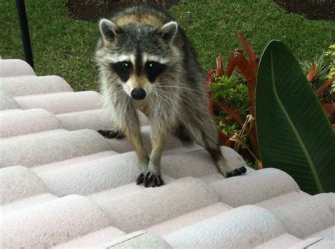 How To Remove Raccoons Are Raccoons Dangerous