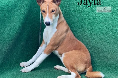Jayla Basenji Puppy For Sale Near Brunswick Georgia 094328d4 Be21