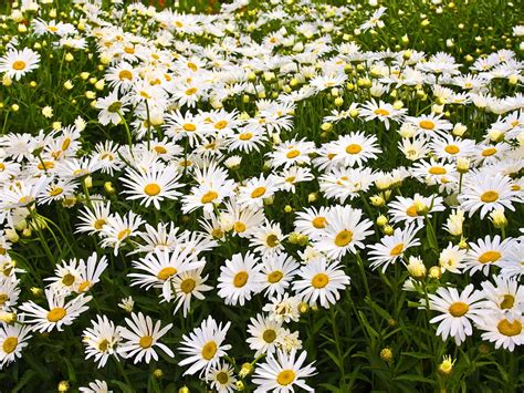 White Daisy Flowers Hd Wallpaper Wallpaper Flare