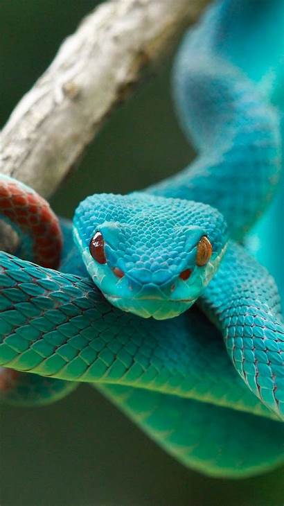 Snake Snakes Wallpapers Animals Iphone Cool Emerald