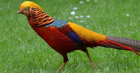 Golden Pheasant Bird Facts Chrysolophus Pictus Birdfact