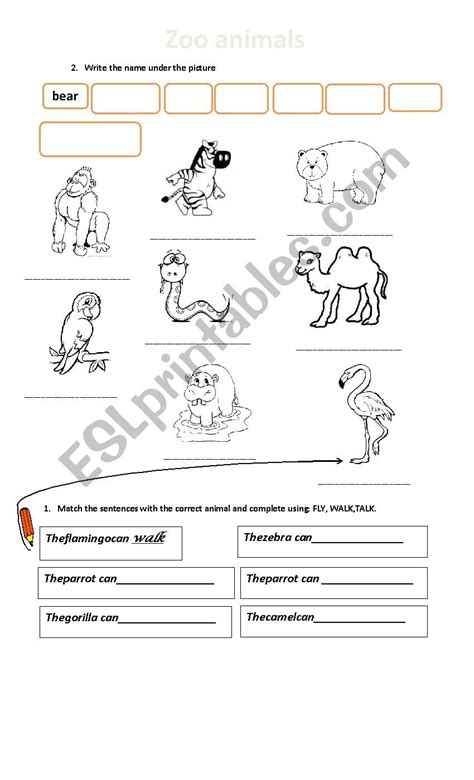 Zoo Animals Printable Worksheets And Resources Pre K Printable For