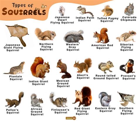Different Types Of Squirrels A Comprehensive Guide Nature Blog Network