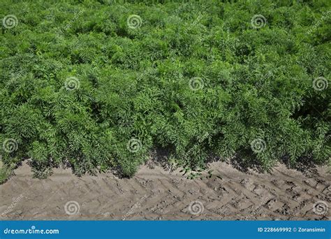 Agriculture Carrot Plant In Field Stock Photo Image Of Leafs Farm