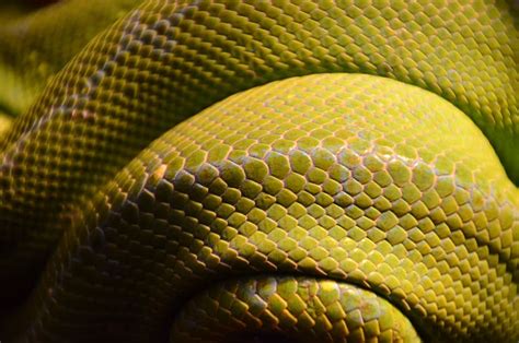 Hd Wallpaper Yellow And Gray Snake Scales Untitled Reptile Green