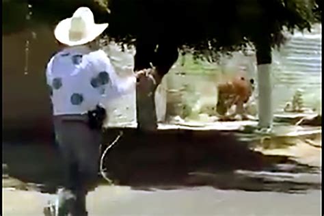 Video Shows Mexican Man In Cowboy Hat Lassoing Loose Tiger