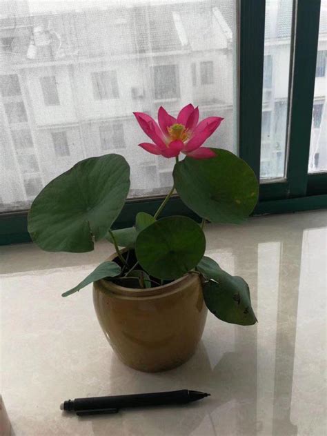 Child Lotus Single And Lovely Petals Micro Lotus Bergen Water
