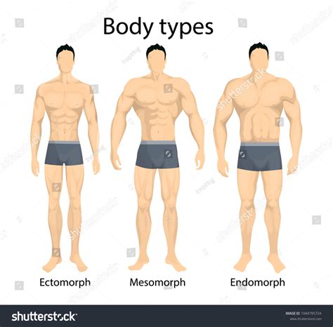 Male Body Types Ectomorph Mesomorph Endomorph Hình Minh Họa Có Sẵn