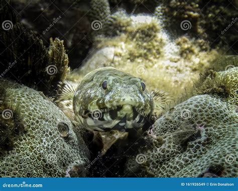 Close Up Face And Teeth Of Lizard Fish On Coral Underwater Stock Image