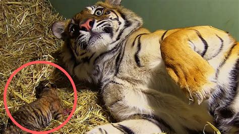 Mother Tigers Instincts Kick In After Giving Birth To Lifeless Twin