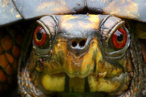 Eastern Box Turtle 2 Photograph By Michael Eingle Fine Art America