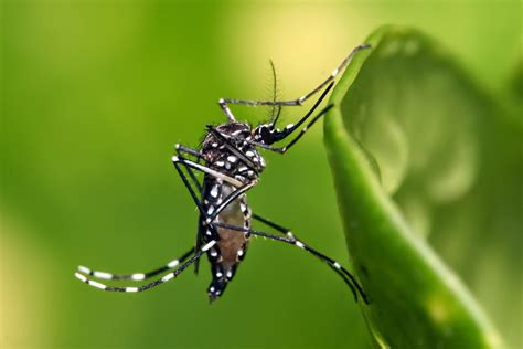 Jenis Jenis Nyamuk Di Persekitaran Anda My Pest News
