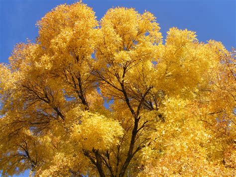 Autumn Gold Free Photo Download Freeimages