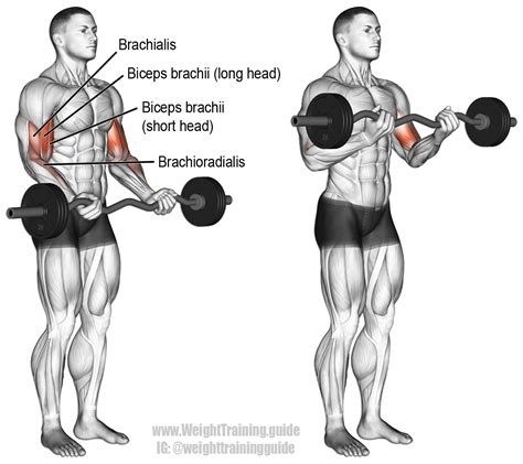 We did not find results for: EZ bar curl exercise instructions and video | Weight ...