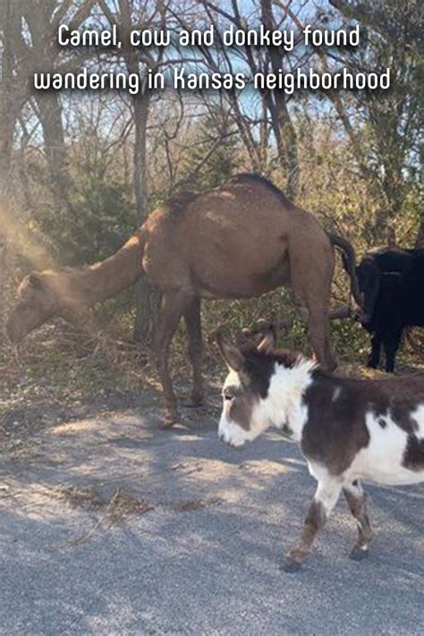 Authorities discovered a camel, a cow and a donkey roaming together along a kansas road in a grouping reminiscent of a midwestern christmas nativity scene. Pin on Animals