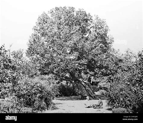 Ancient fig tree, Heliopolis, Egypt, Victorian period Stock Photo - Alamy