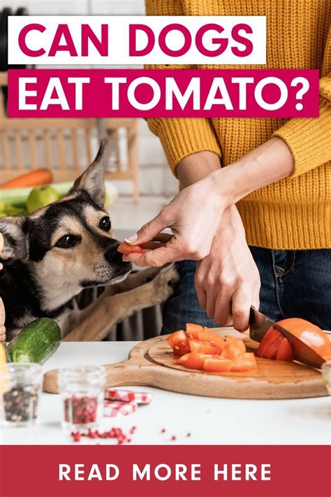 Have You Ever Wondered If Your Pup Can Eat Tomatoes Well The Answer