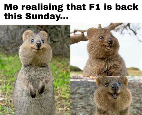 Hello everyone, you are on the f1 memes channel. Pin by Michaela on F1 Memes in 2020 | Formula 1, Funny ...