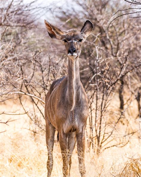 Itap Of A Fancy Female Kudu Kudu Leah Kangaroo Fancy Female