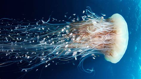 Wallpaper Jellyfish Rangiroa 4k 5k Wallpaper Hd 8k Pacific Ocean