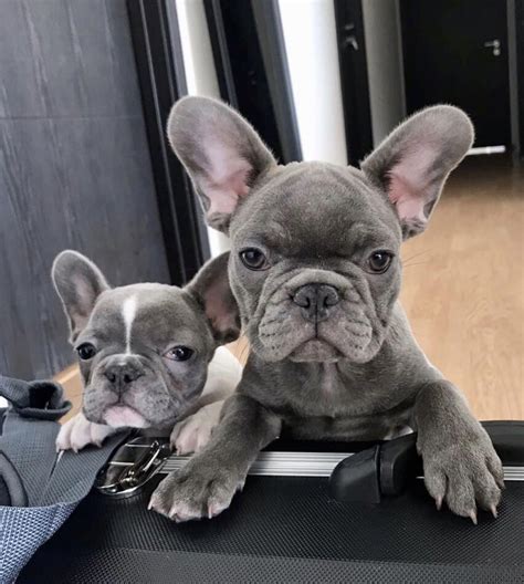 It loves companionship and bonds with animals and families. Merle French Bulldog For Sale Near Me - Pets Ideas