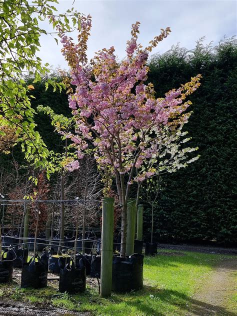 Harrisons Prunus Serrulata Kanzan Pink Flowering Cherry