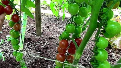 How To Prune Tomatoes For Earlier Harvests Higher Yields And Healthier
