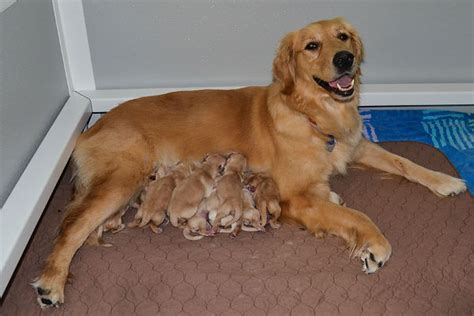 15 Momma Dogs Who Went Through Hours Of Labor To Give Birth To Your