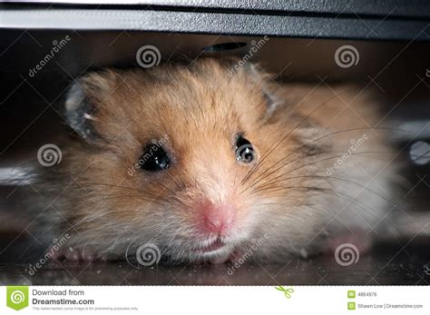 Baby Hamster Royalty Free Stock Image Image 4864976