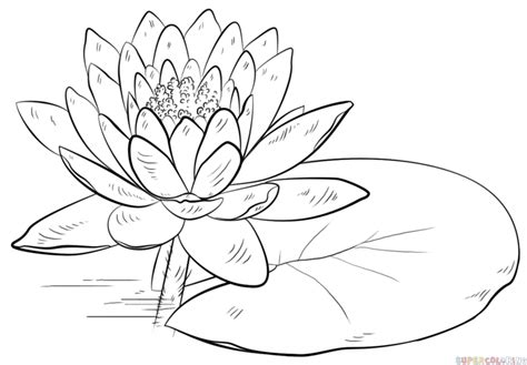 Collection Of Water Lily Png Black And White Pluspng