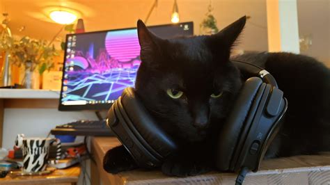 Gamer Cat Reupload Aww