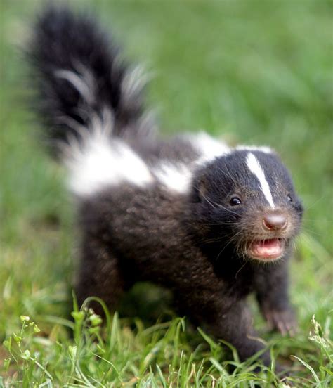 A Baby Skunknmgxhtm Baby Skunks Cute Little