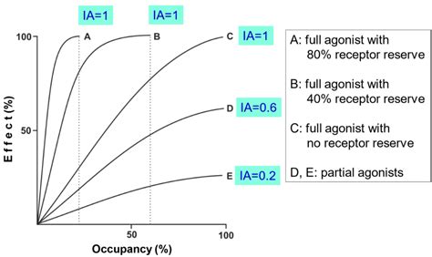 2 Characterisation Of Agonist Receptor Interaction Occupancy