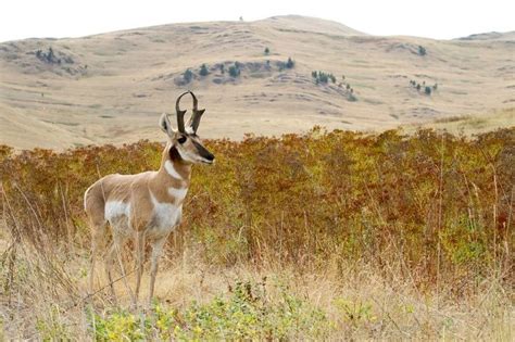New Mexico Wild Animals Antelope New Mexico North American