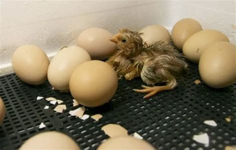 What To Feed Baby Chickens After Hatching Sand Creek Farm