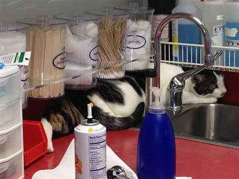 61 Cats Who Just Realized You Took Them To The Vet