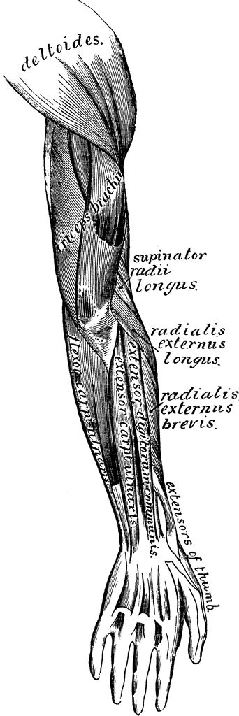 Posterior View Of The Superficial Muscles Of The Arm Clipart Etc Porn