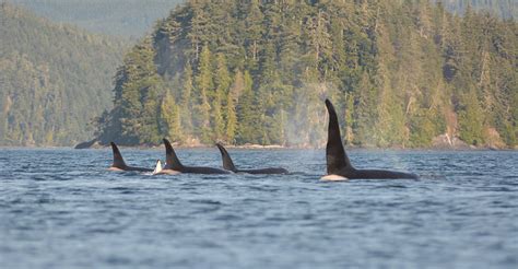 Whale Watching Holidays Killer Whale Watching Vancouver Island