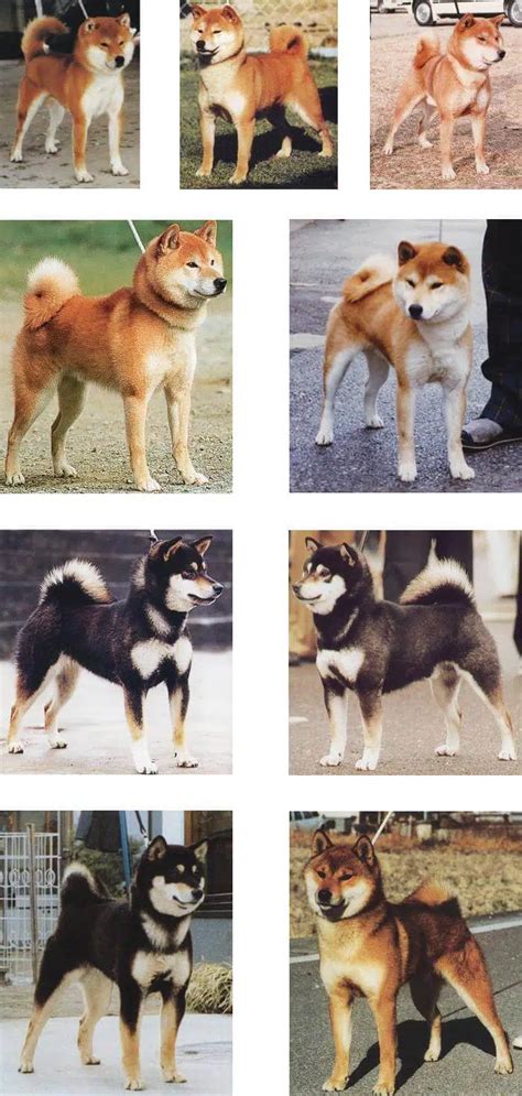 Shiba Inu Genetic Testing For Coat Color And Length Showsight