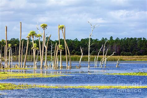 Florida Wetlands 3 Photograph By Felix Lai Fine Art America