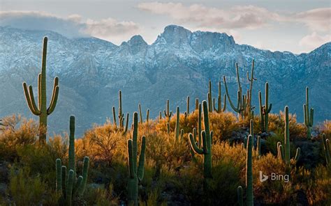 Saguaro Cacti In The Sonoran Desert Near Tucson Arizona