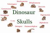 Dinosaur Fossil Names Photos