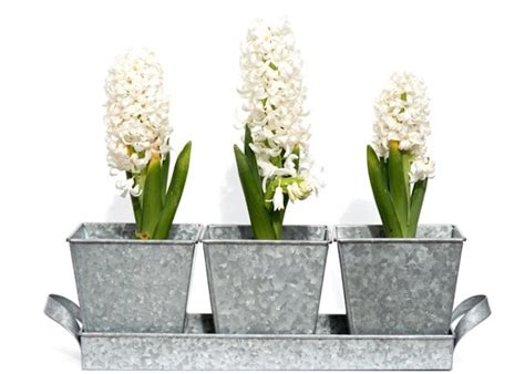 Buy Galvanised Pots Set Of 3 With Tray Delivery By Crocus