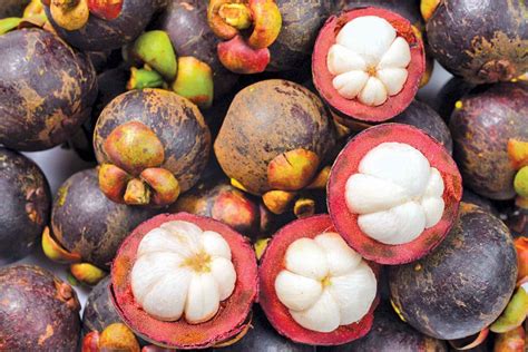 The tropical climate creates a luxuriant plant life and produces a wide and remarkable tropical fruits are rich in vitamins, minerals, proteins, carbohydrates, acids, fats, and fiber. Fruit : Manggis (Mangosteen) - Bali Semara