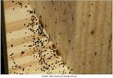 Images of Malathion Bed Bug Control