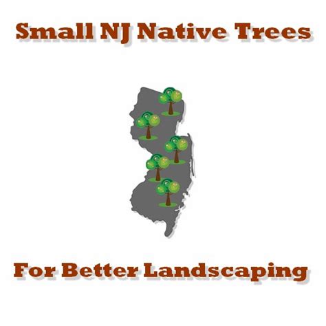 Small New Jersey Native Trees For Better Landscaping Precision Tree